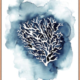 Blue Coral