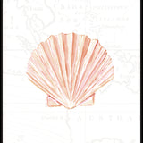 Fan Shell
