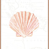 Fan Shell