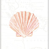 Fan Shell