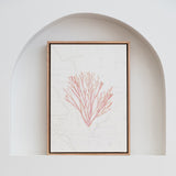 Pink Coral