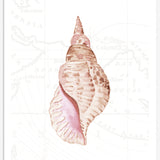Sea Shell