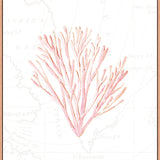 Pink Coral