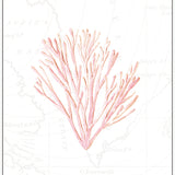 Pink Coral