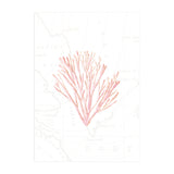 Pink Coral