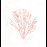 Pink Coral