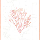 Pink Coral