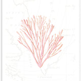 Pink Coral