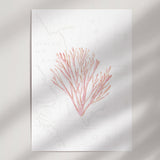 Pink Coral