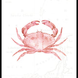Pink Crab