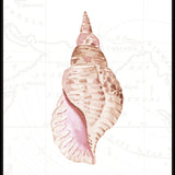 Sea Shell