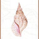 Sea Shell