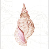 Sea Shell