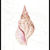 Sea Shell