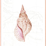 Sea Shell