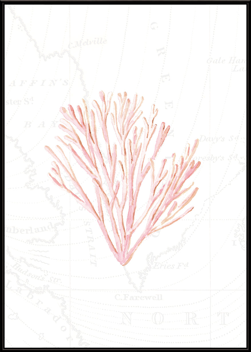 Pink Coral