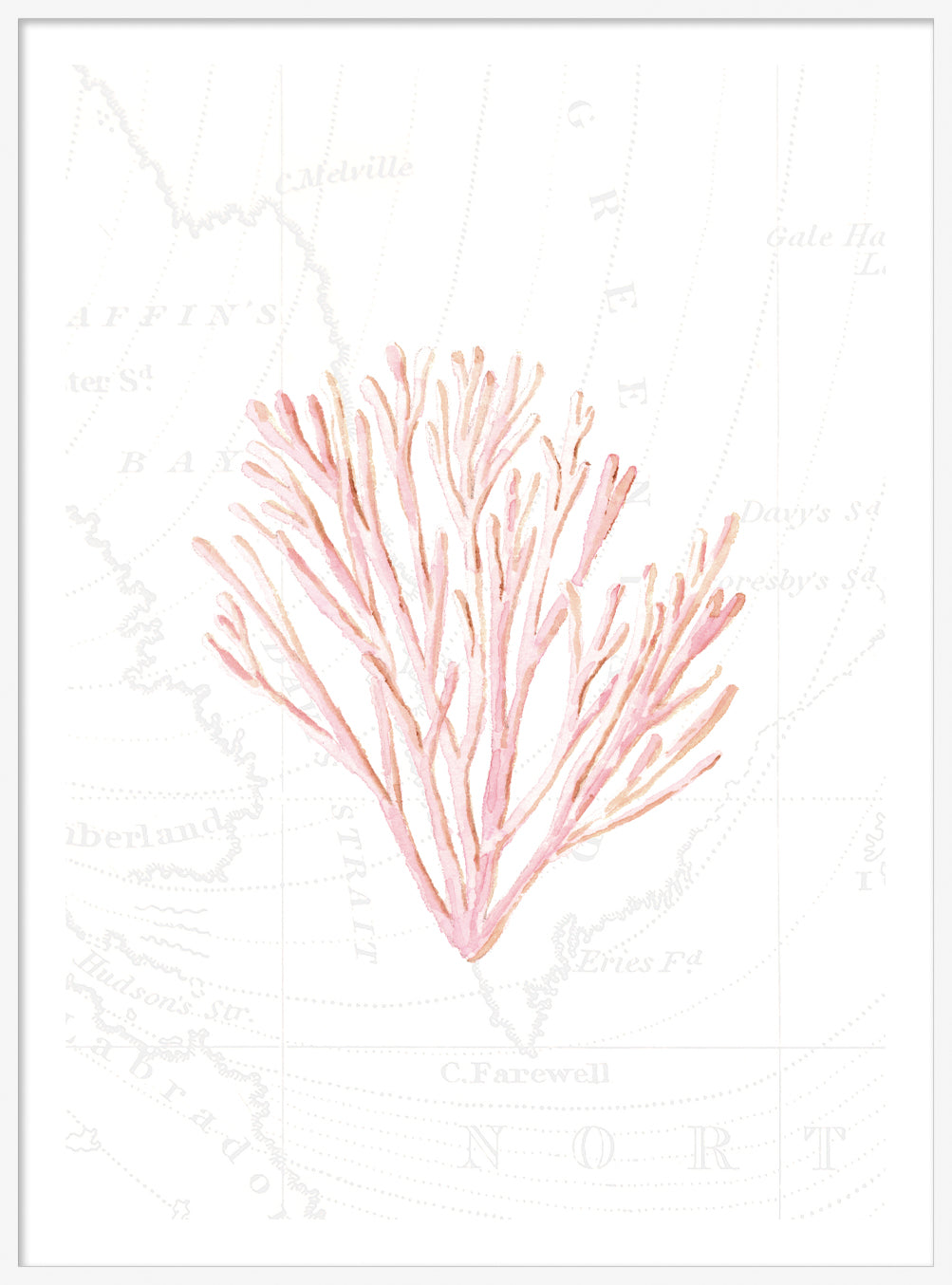 Pink Coral